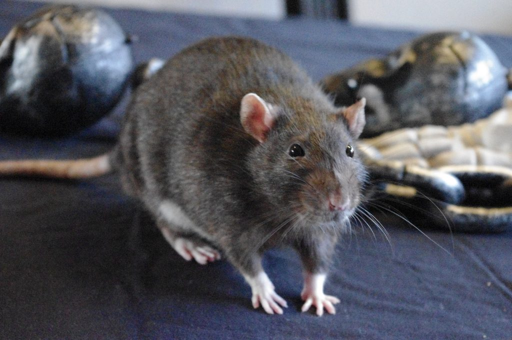 Brown Rat