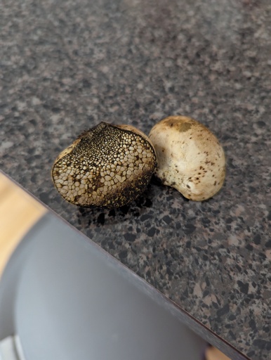 I keep finding these mushrooms in my yard.  What are they?