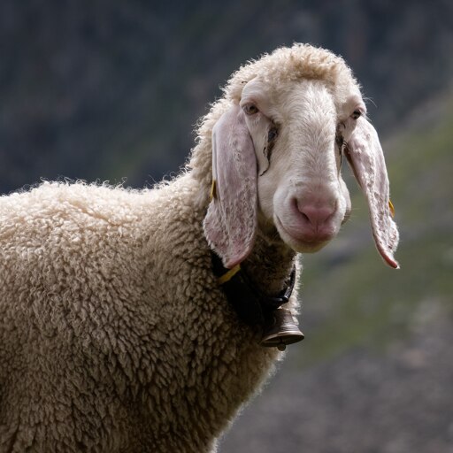 Sheep
