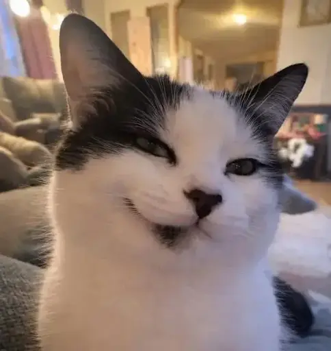 A very self satisfied cat sitting on a couch.