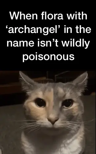 A dilute calico cat stares at the camera distrustfully, ears held half back. Text: when flora with ‘archangel’ in the name isn’t wildly poisonous 
