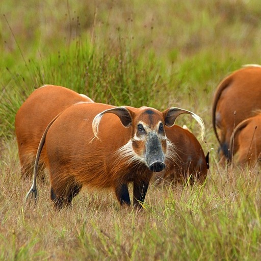 Nature photo of a wild boar with red fur and long, tuft ears