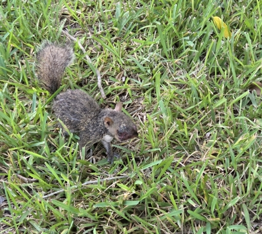 a squirrel that's seen better days.