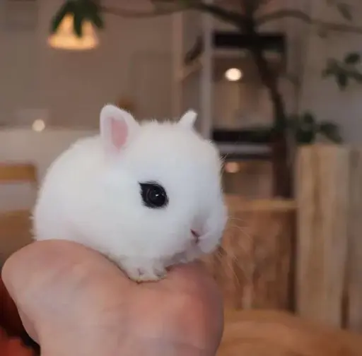 A small white bunny with black fur around its eyes sits on a person's hand.