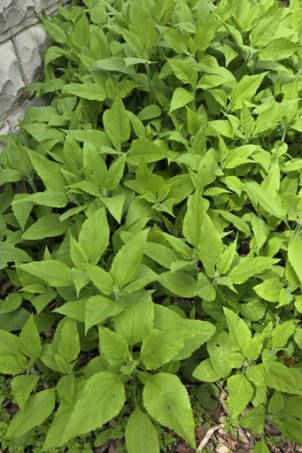 Sunchokes emerging from mulched ground next to a stone wall