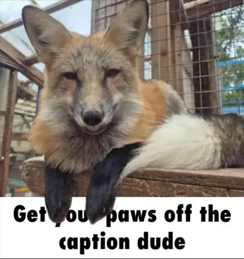 Meme with a Fox laying down on a platform facing the camera. The meme's caption is underneath the fox saying "Get your paws off the caption dude", and the image is edited so that the fox's paws are occluding a part of the caption partially covering around "your" in the text.