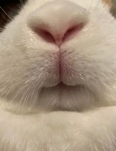 A closeup of a rabbit's lower face.