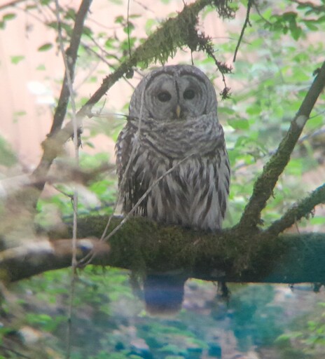 Oregon barred owl perched on a low branch